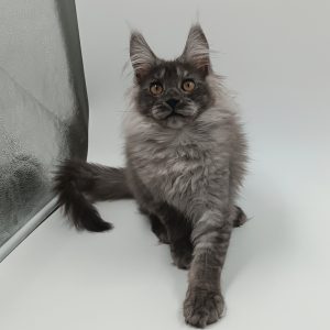Zhorik Maine Coon