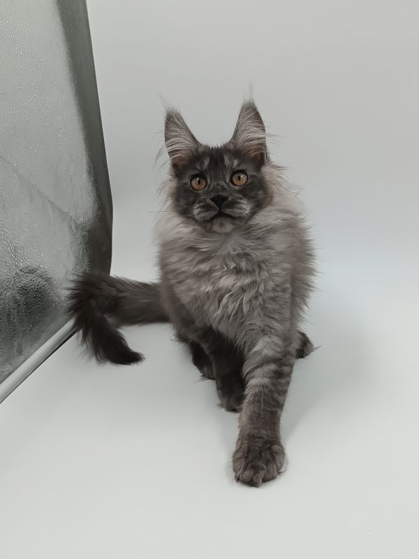 Zhorik Maine Coon