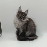 Zhorik-male-maine-Coon-cat-puppy-for-sale-1 (3)