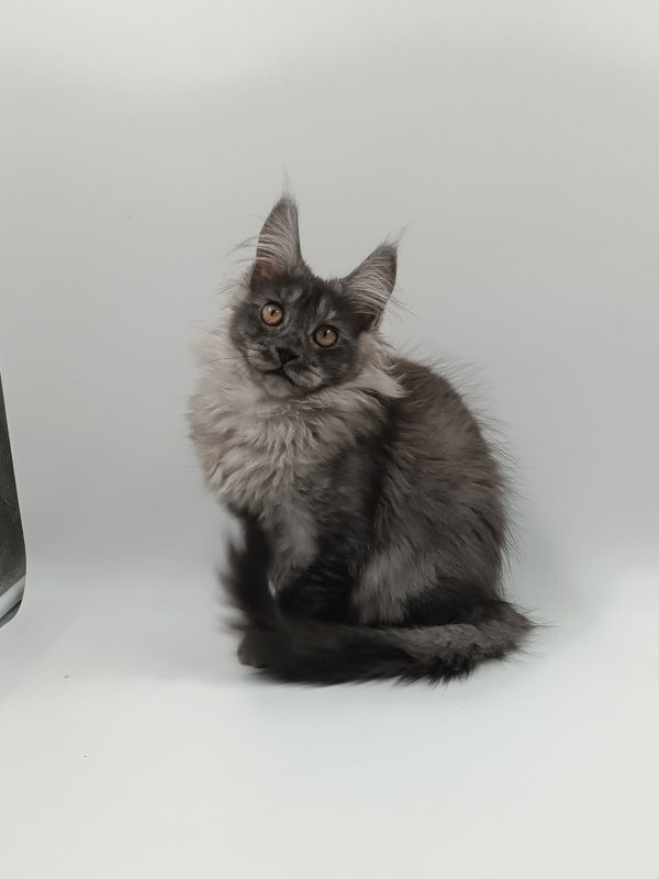 Zhorik Maine Coon