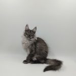 Zhorik-male-maine-Coon-cat-puppy-for-sale-1 (4)