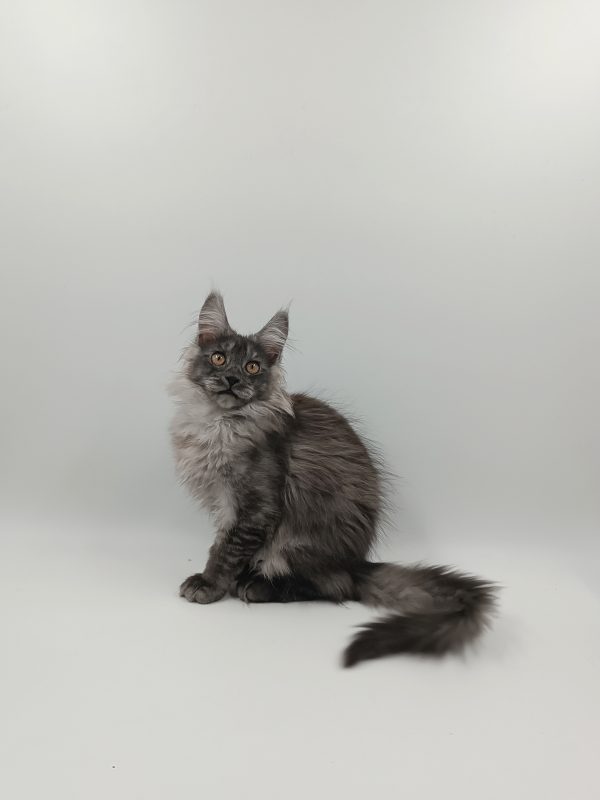 Zhorik Maine Coon