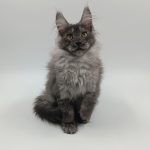 Zhorik-male-maine-Coon-cat-puppy-for-sale-1 (5)