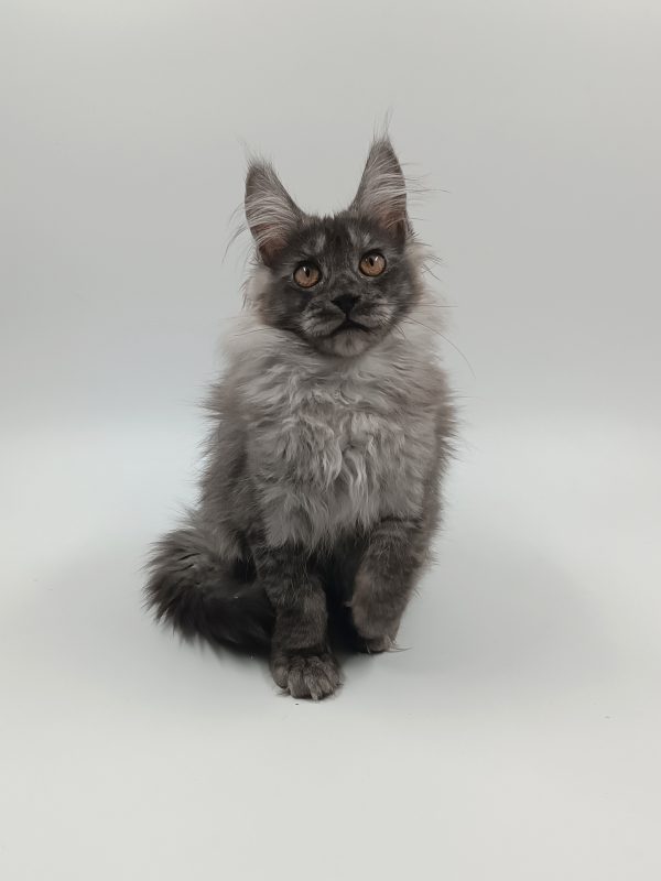 Zhorik Maine Coon