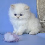 Alex-male-Persian-cat-puppy-for-sale-1 (1)