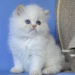 Alex-male-Persian-cat-puppy-for-sale-1 (2)