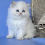 Nikolas Persian