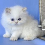 Alex-male-Persian-cat-puppy-for-sale-1 (4)