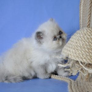 Asia Persian