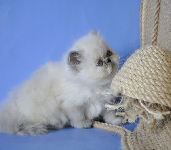 Asia Persian