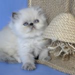 Pandora Persian