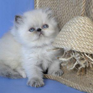 Asia Persian