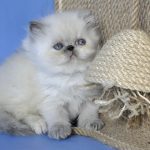 Asia-female-Persian-cat-puppy-for-sale-1 (3)