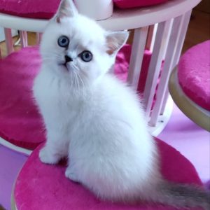 Barni British Shorthair