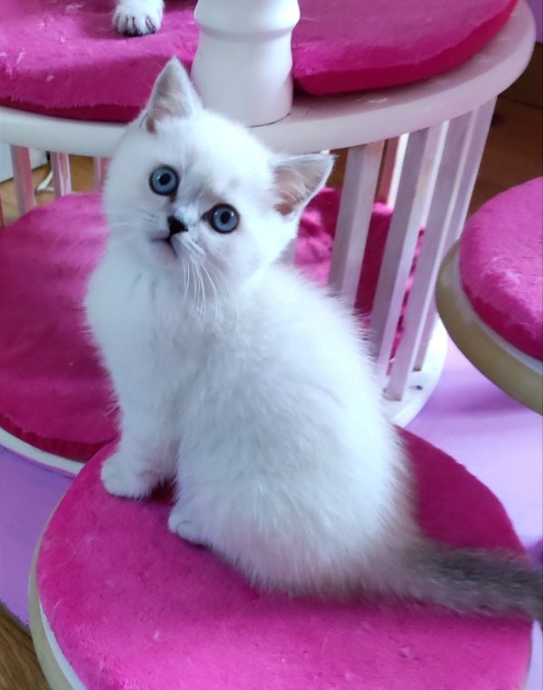 Barni British Shorthair