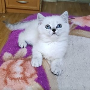 Barni British Shorthair
