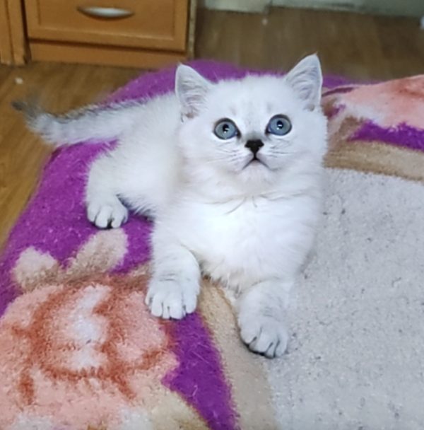 Barni British Shorthair