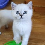 Barni-male-British-Shorthair-cat-puppy-for-sale-1 (3)