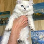 Bucks-male-Scottish-Straight-cat-puppy-for-sale-1 (1)