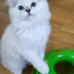 Bucks-male-Scottish-Straight-cat-puppy-for-sale-1 (2)