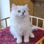 Bucks-male-Scottish-Straight-cat-puppy-for-sale-1 (3)