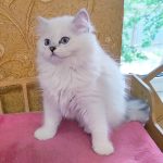 Bucks-male-Scottish-Straight-cat-puppy-for-sale-1 (4)