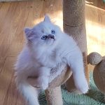 Bucks-male-Scottish-Straight-cat-puppy-for-sale-1 (5)