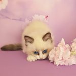Celeste-female-ragdoll-cat-puppy-for-sale-1-1-771×1024