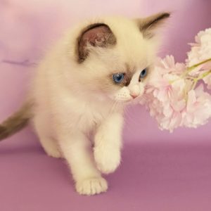 Celeste Ragdoll