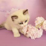 Celeste-female-ragdoll-cat-puppy-for-sale-1-3-771×1024