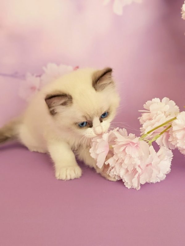 Celeste Ragdoll