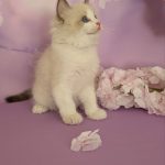 Celeste-female-ragdoll-cat-puppy-for-sale-1-4-771×1024