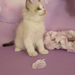 Celeste Ragdoll
