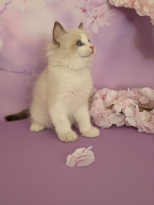 Celeste Ragdoll