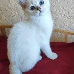 Garik-male-Scottish-Straight-cat-puppy-for-sale-1 (2)
