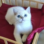 Garik-male-Scottish-Straight-cat-puppy-for-sale-1 (3)