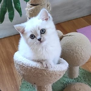 Graf British Shorthair