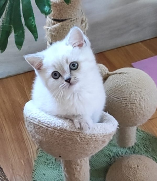 Graf British Shorthair