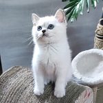 Graf-male-British-Shorthair-cat-puppy-for-sale-1 (2)