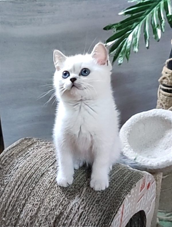 Graf British Shorthair