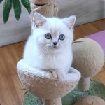 Graf-male-British-Shorthair-cat-puppy-for-sale-1 (3)