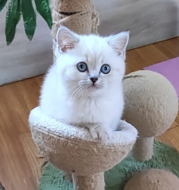 Graf British Shorthair