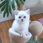 Graf-male-British-Shorthair-cat-puppy-for-sale-1 (4)