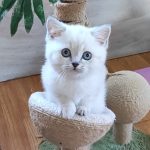 Graf-male-British-Shorthair-cat-puppy-for-sale-1 (5)