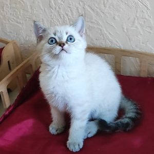 Jeck British Shorthair