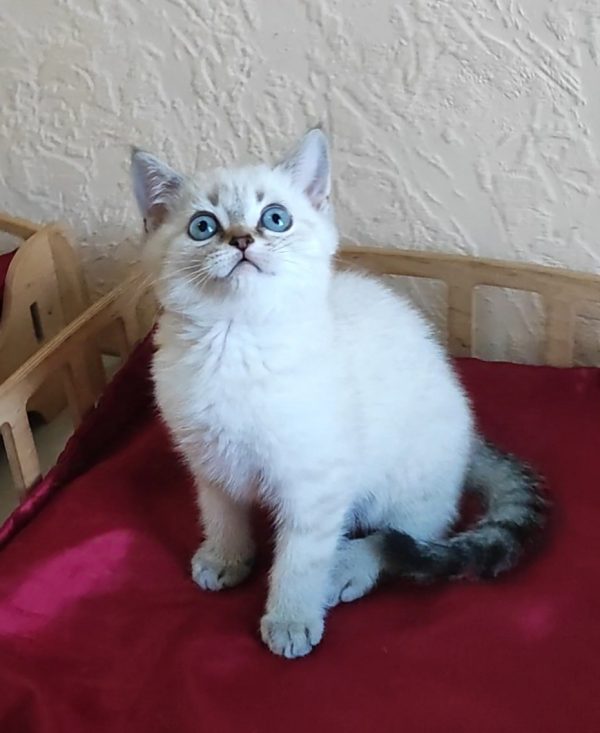 Jeck British Shorthair
