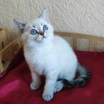 Jeck-male-British-Shorthair-cat-puppy-for-sale-1 (2)