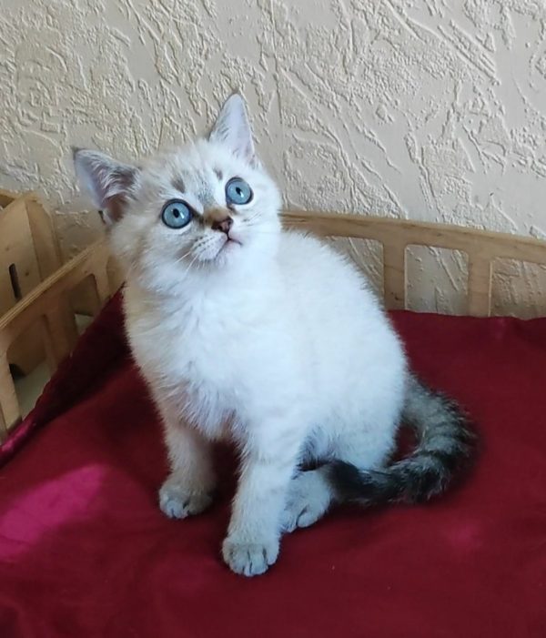 Jeck British Shorthair