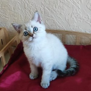 Jeck British Shorthair