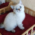 Jeck-male-British-Shorthair-cat-puppy-for-sale-1 (4)
